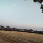 seoni-marjhor-gehun-ki-fasal-mein-aag-8-acre-loss
