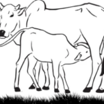 Milk Production seoni