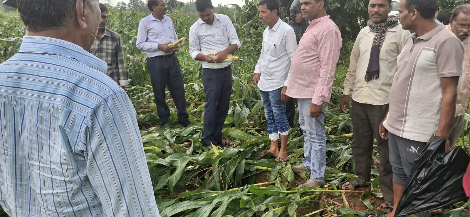 दिनेश राय मुनमुन के प्रयास से भारी बारिश से मक्के की फसल हानि का हुआ निरीक्षण